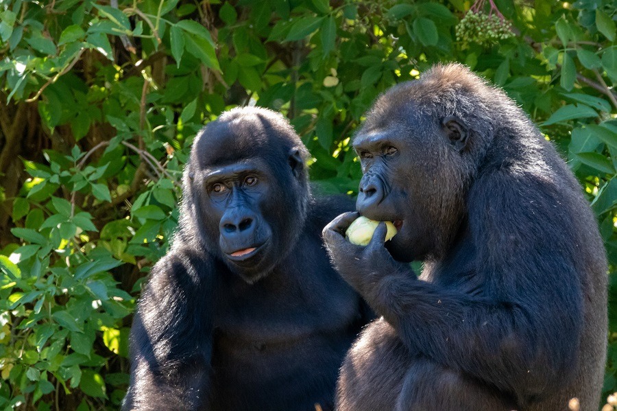 Two gorillas eating fruit.