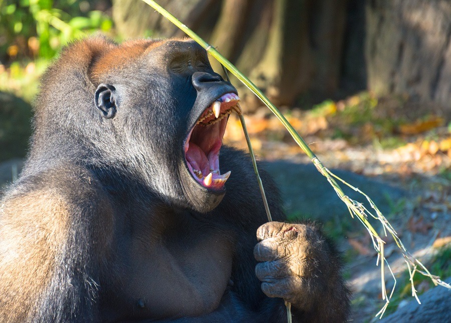 Gorilla with wide open mouth exposing teeth.