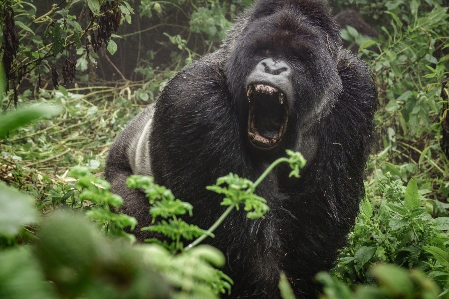 Silverback mountain gorilla in the misty forest opening mouth.