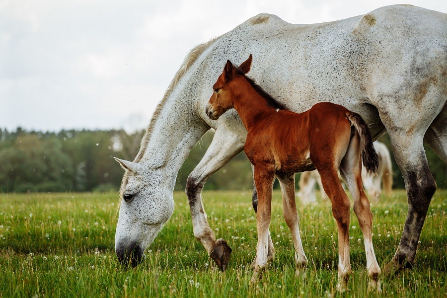 Brown foal and white mare horse grazing in the meadow.