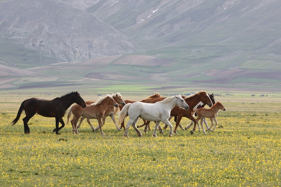 A band of wild horses galloping in the field.