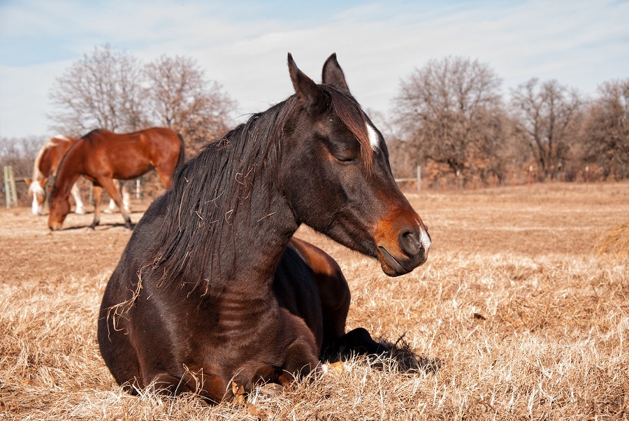 Dark bay horse asleep in dry winter grass.