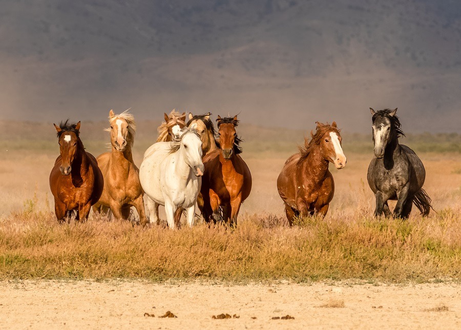 Wild horses running in desert of Utah.