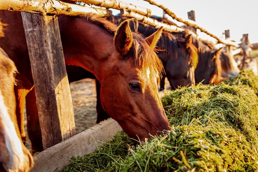 Brown horses eating grass in stable.