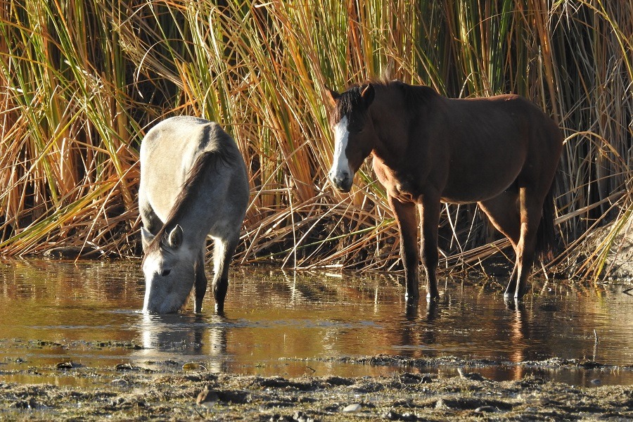 Wild horses living in the Lower Salt River Area of the Sonoran Desert, Arizona.