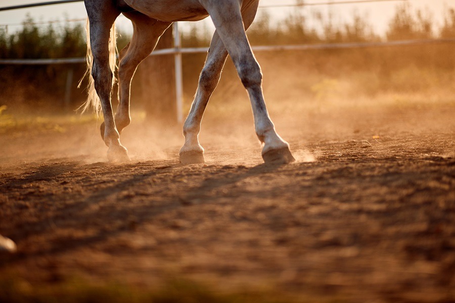 Horse legs and hooves in the stable.