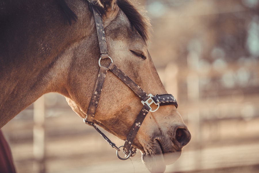 Gelding horse in halter sleeping in paddock in daytime.