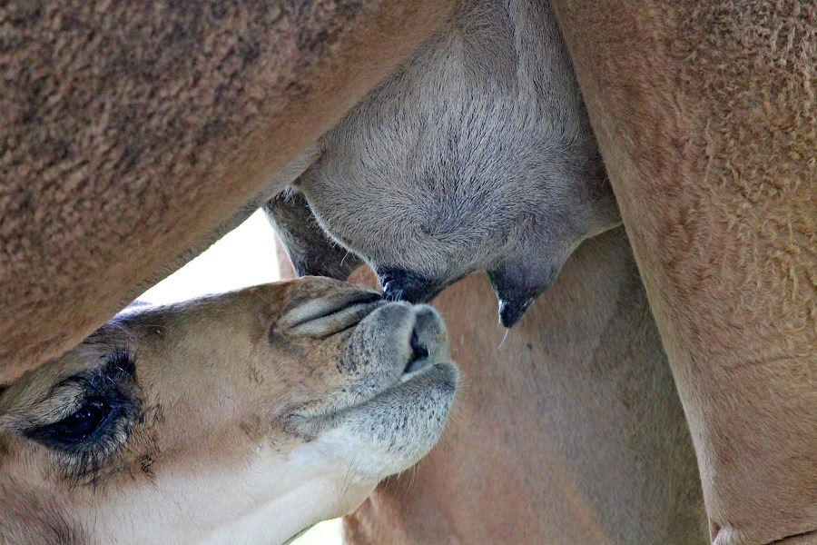 Newborn camel calf suckling on its mother.