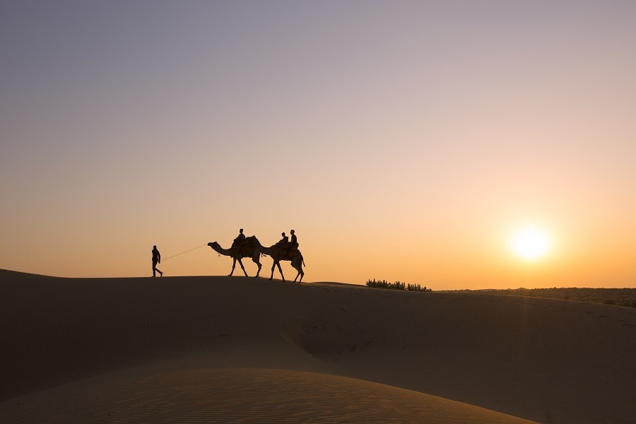 Silhouette of camels in the desert on a sunset background.