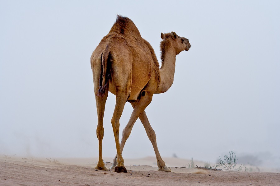 Male camel standing in the desert, showing its behind.