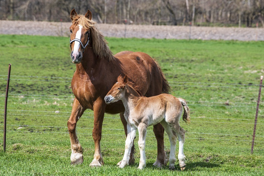 Belgian mare and foal in the meadow.