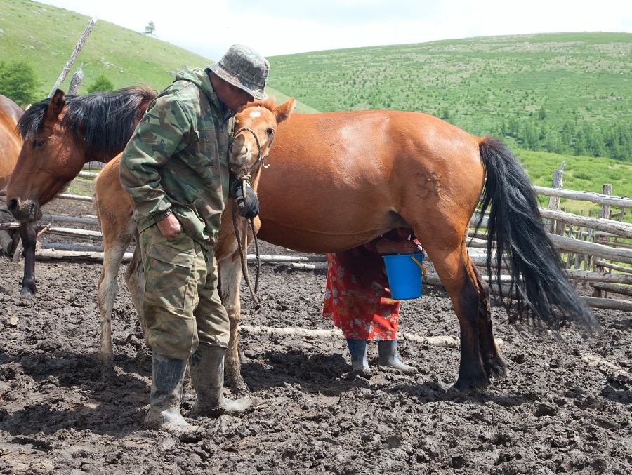 A man and a woman milking a horse.