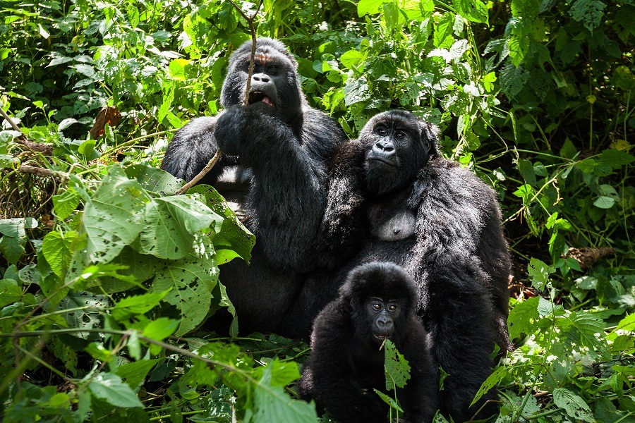 A family of endangered mountain gorillas in the rainforest of Virunga park.