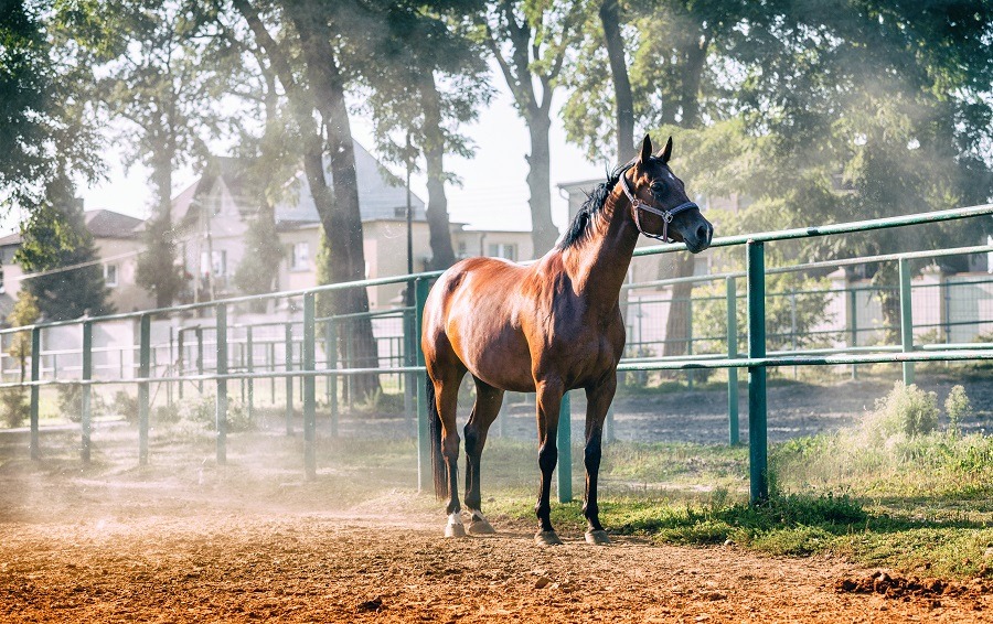 Horse on paddock in riding school.