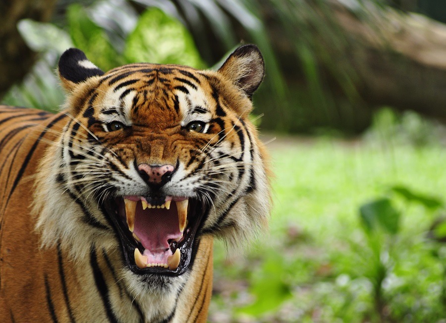 A big roaring tiger in the forest.