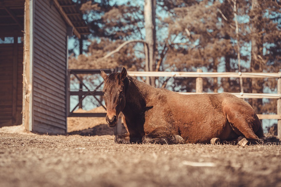 Mare sleeping on ground near shelter in paddock in spring daytime.