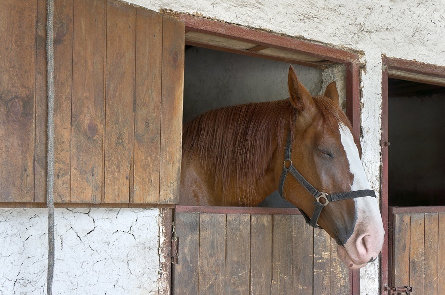 Dark horse sleeping in the stable.