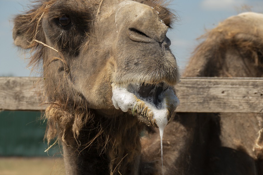 Camel with saliva in its mouth.