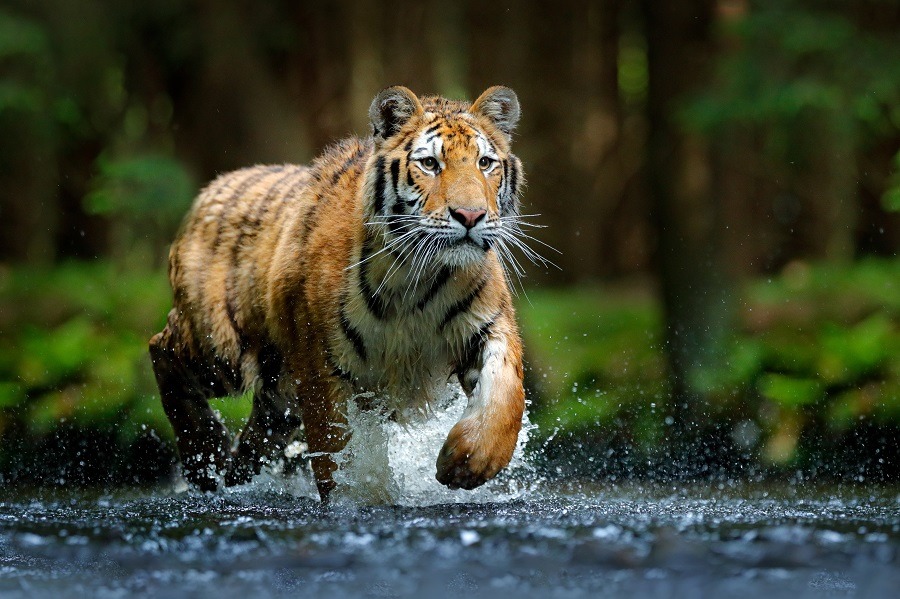 Amur tiger running in the stream in Siberian forest.