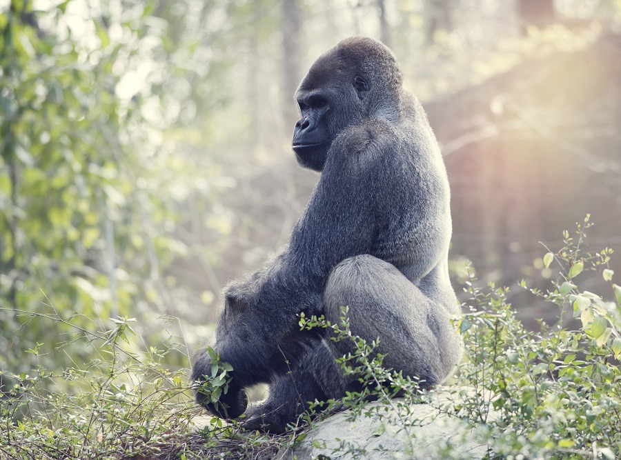 Silverback gorilla sitting atop a big rock.