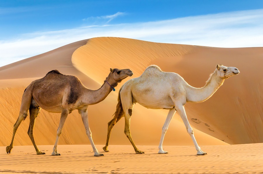 Camels walking through a desert at Liwa Oasis in Abu Dhabi.