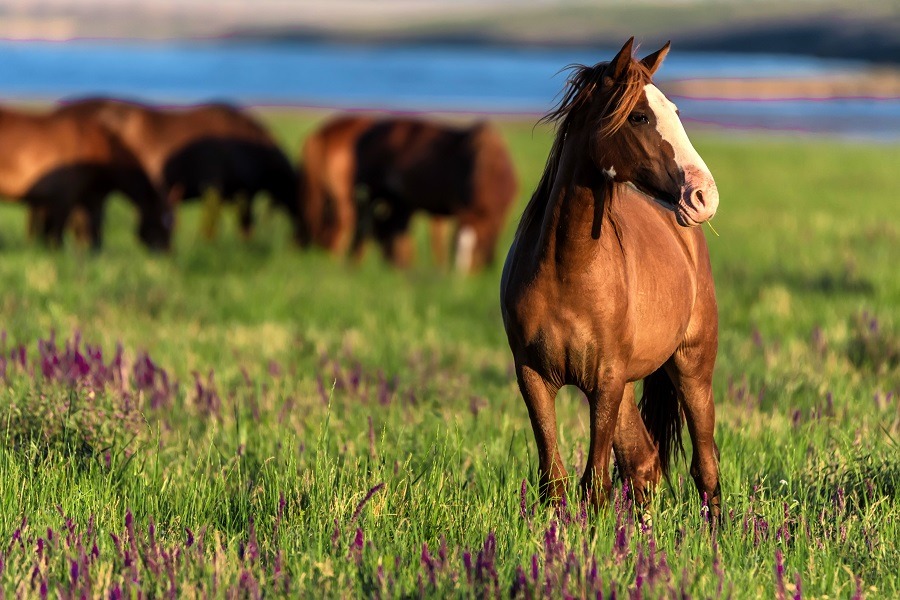 Beautiful wild horses grazing in the sunlit meadow.