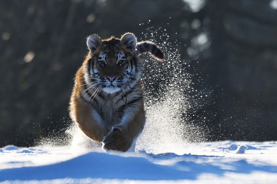 Siberian tiger running in the snow.