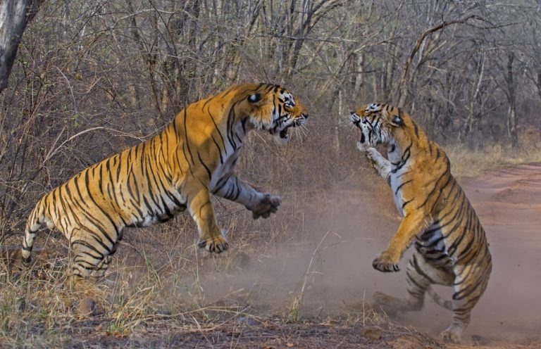 Gorilla vs. Tiger: Who Wins in a Fight? (+ Vital Facts)