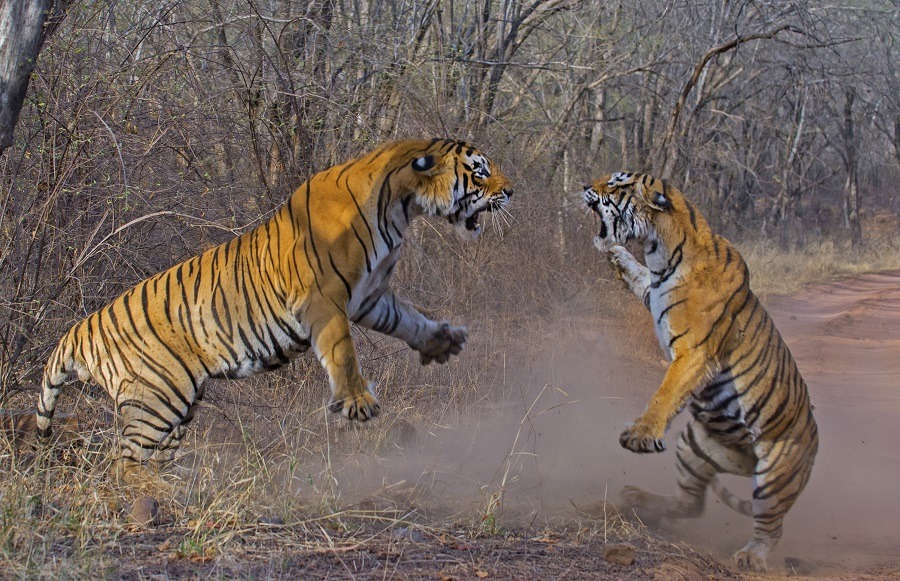 Bengal tigers fighting for territory at ranthambhore national park India.