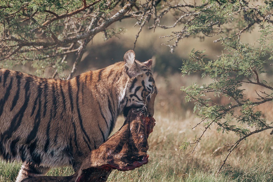 Tiger walking off with its catch in mouth.