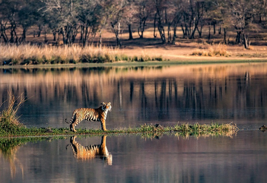 Tiger standing in regal position beside the lake, its reflection in the water.