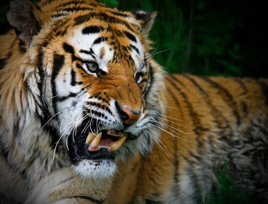 A snarling tiger.