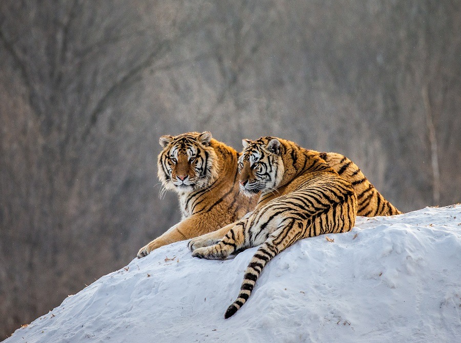  Pair of Siberian tigers on a snowy hill against the backdrop of a winter forest in China.