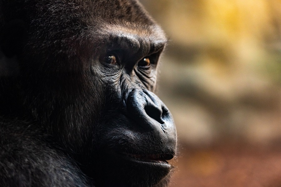 Face of a male Western gorilla.