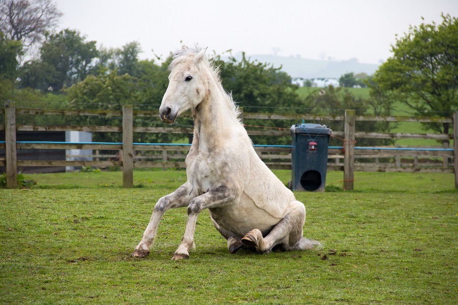 White horse sitting up on grass.