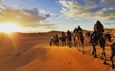 Horses vs. Camels: What Are the Differences and Their Uses?