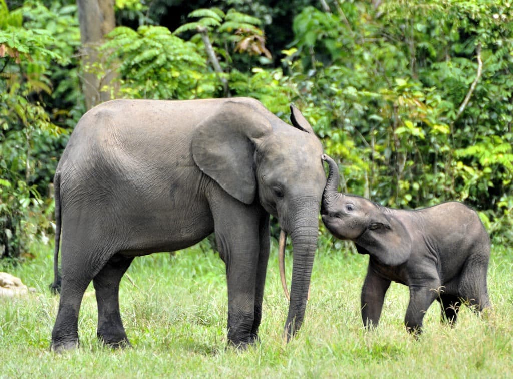 African forest elephant and calf.