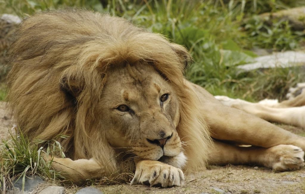 African lion resting in its habitat.
