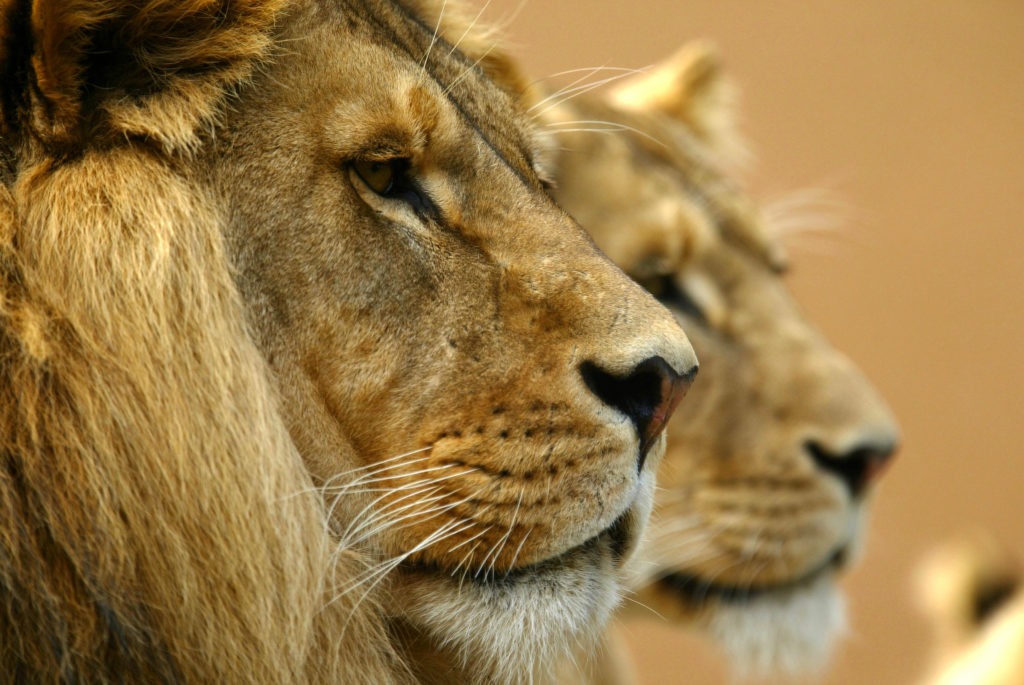 African lions overlooking their path.