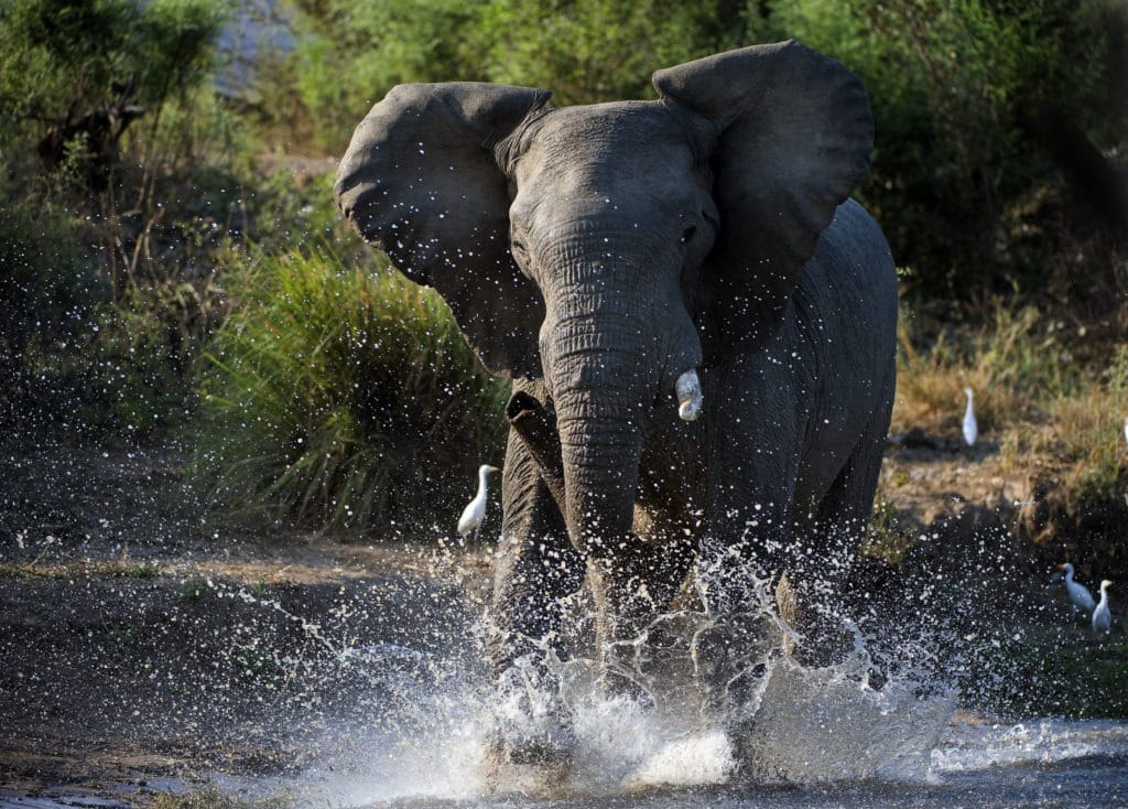Aggressive elephant running on water.