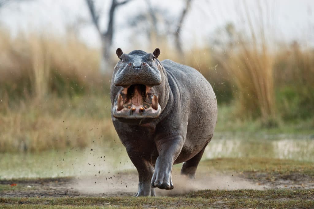 Aggressive male hippo charging for an attack.