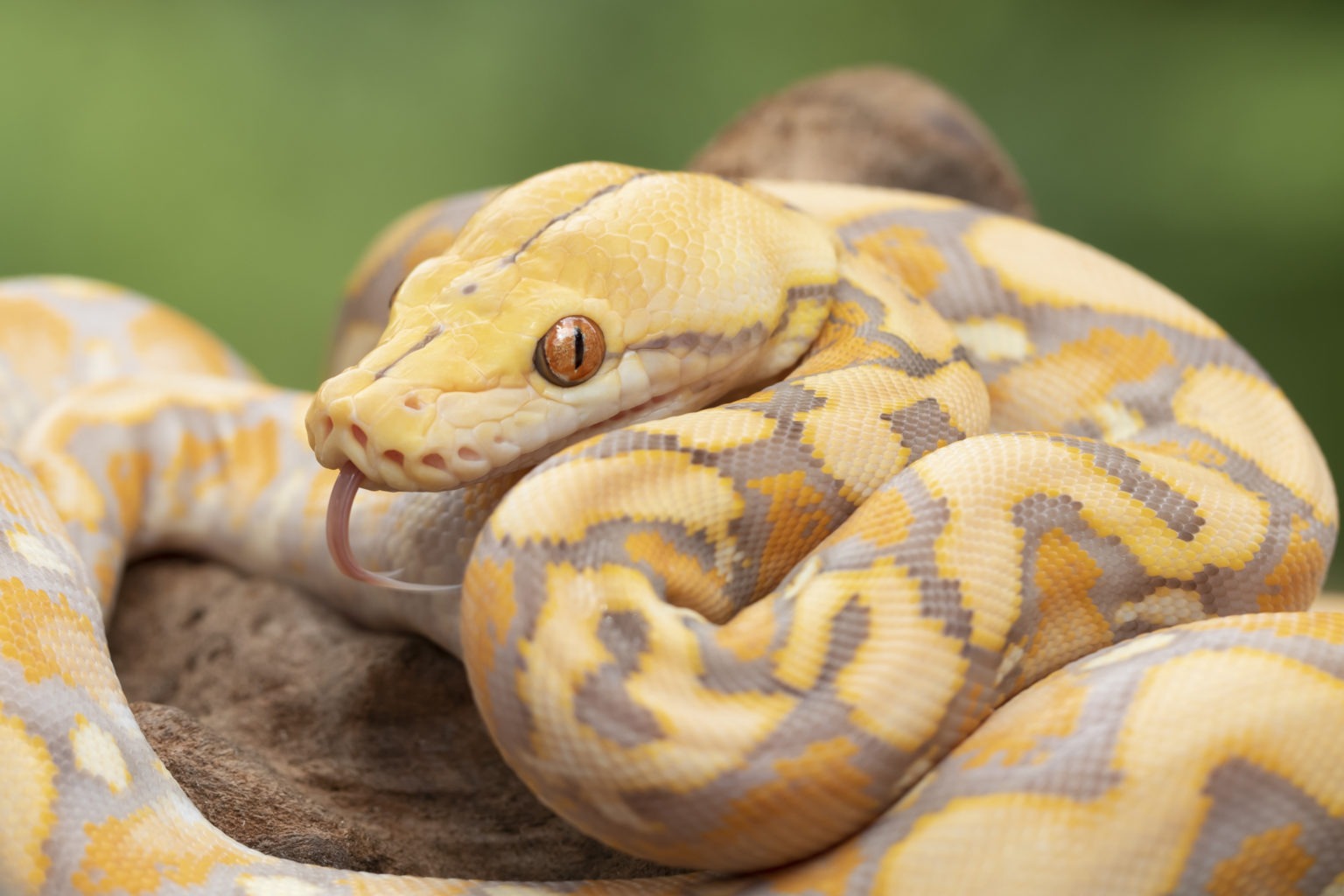 Tiger vs. Python: Who Wins in a Fight? (+ Vital Facts)