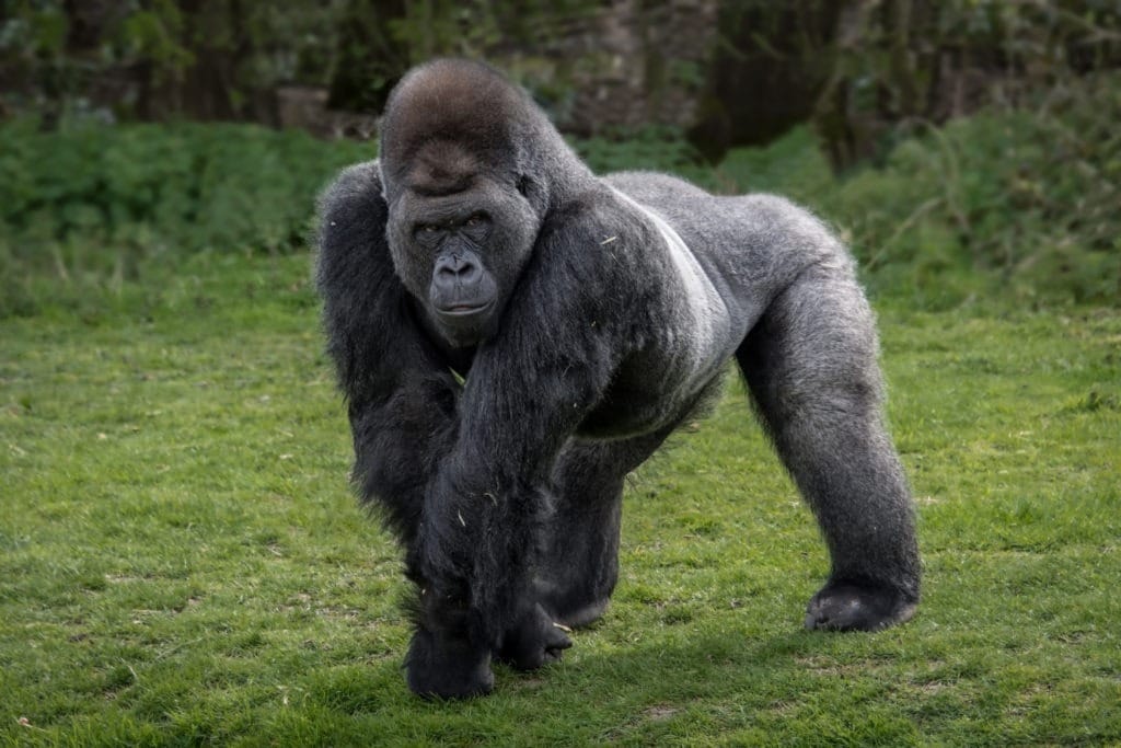 A silverback gorilla standing and looking alert.