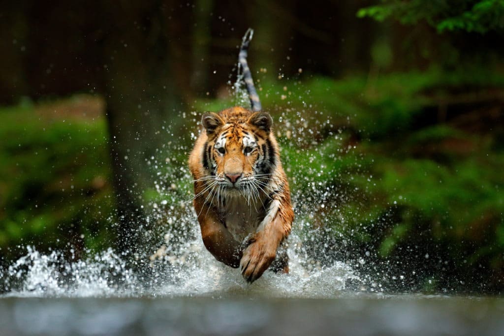 Amur tiger running through the water.