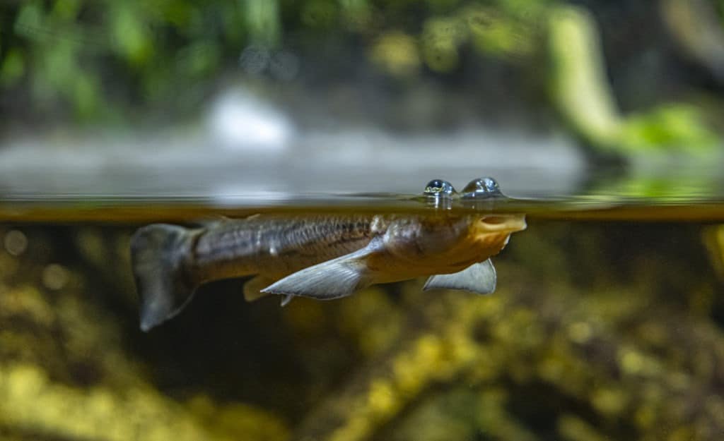 Anablep or four-eyed fish swimming at water level.