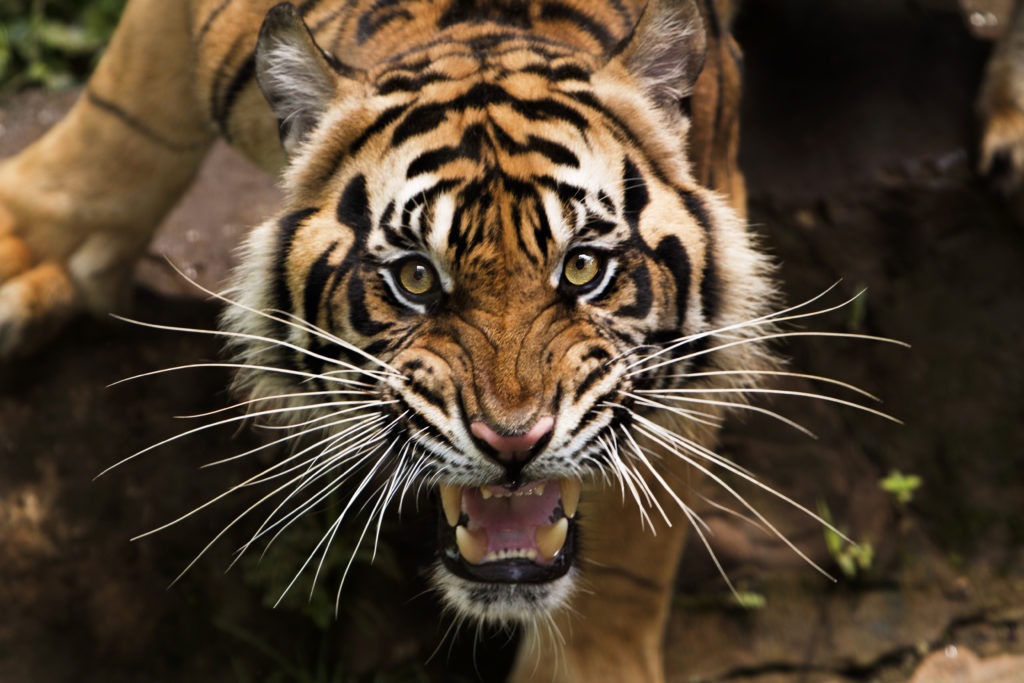 Angry sumatran tiger.