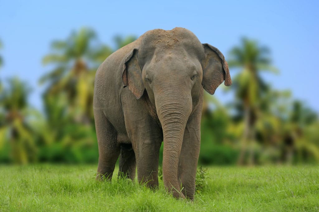 Asian elephant in National Park of Sri Lanka.