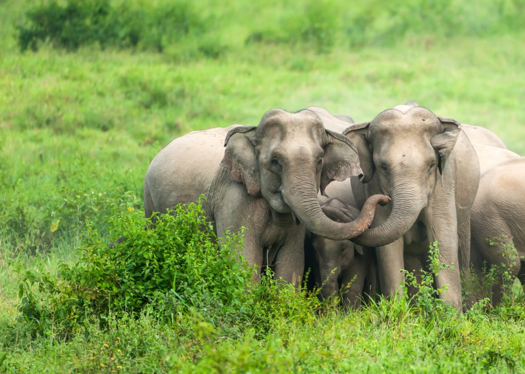 Herd of asian elephants protecting a newborn calf.