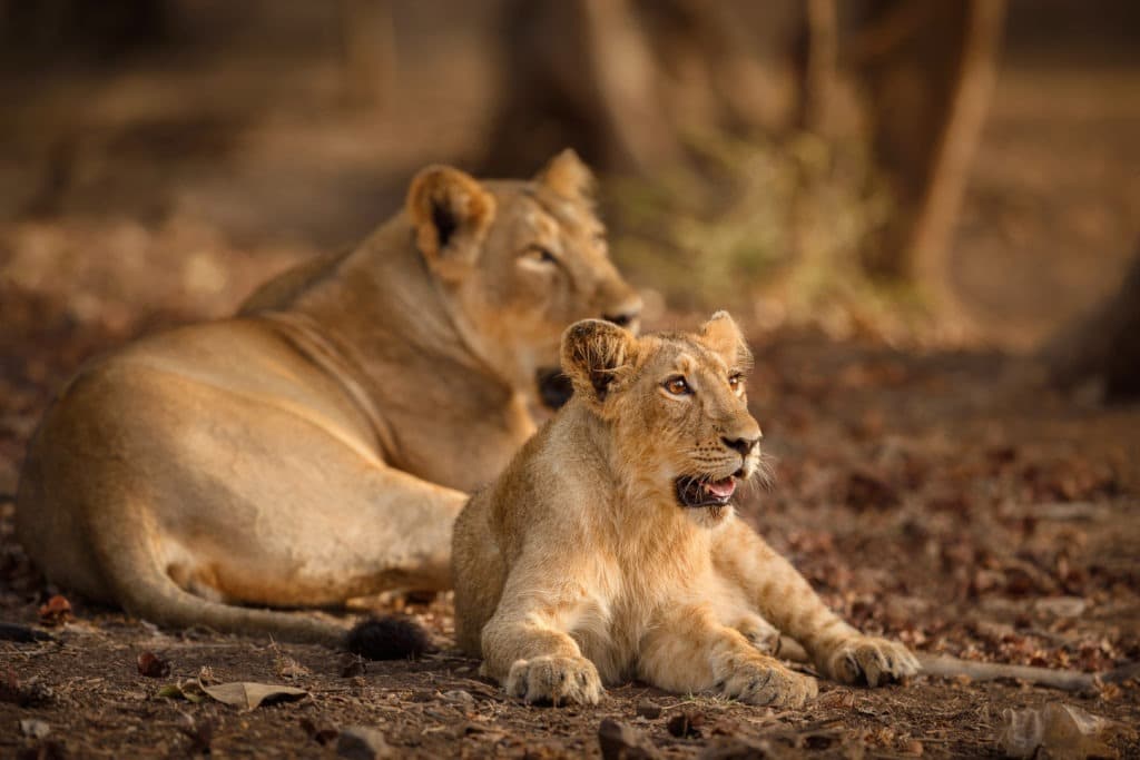 Asiatic lion in Gir National Park, India.