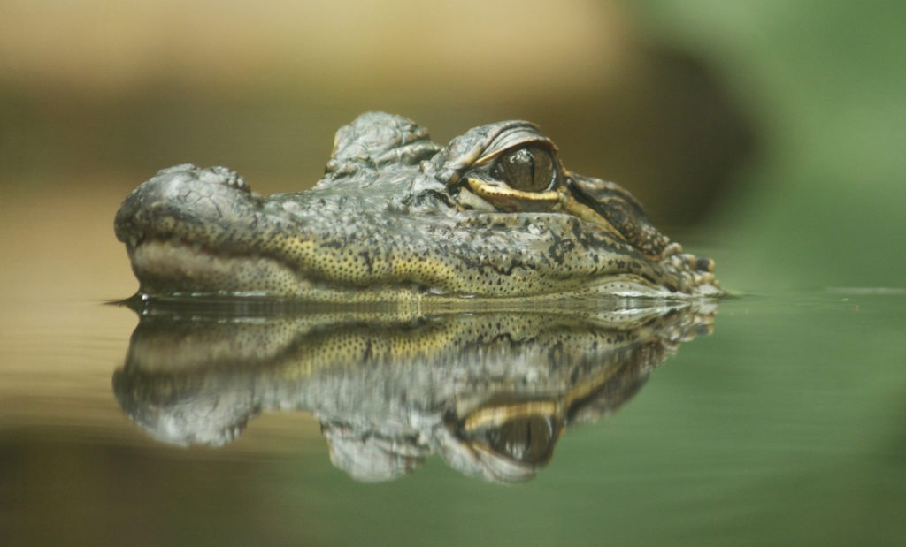 Baby crocodile's head in the water surface.